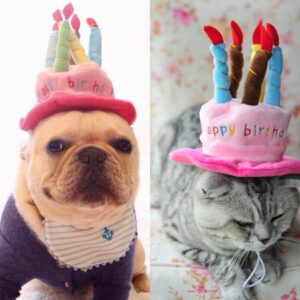 product-image-281010716_1.webp.jpeg Pet Birthday Hat – PartyPaws